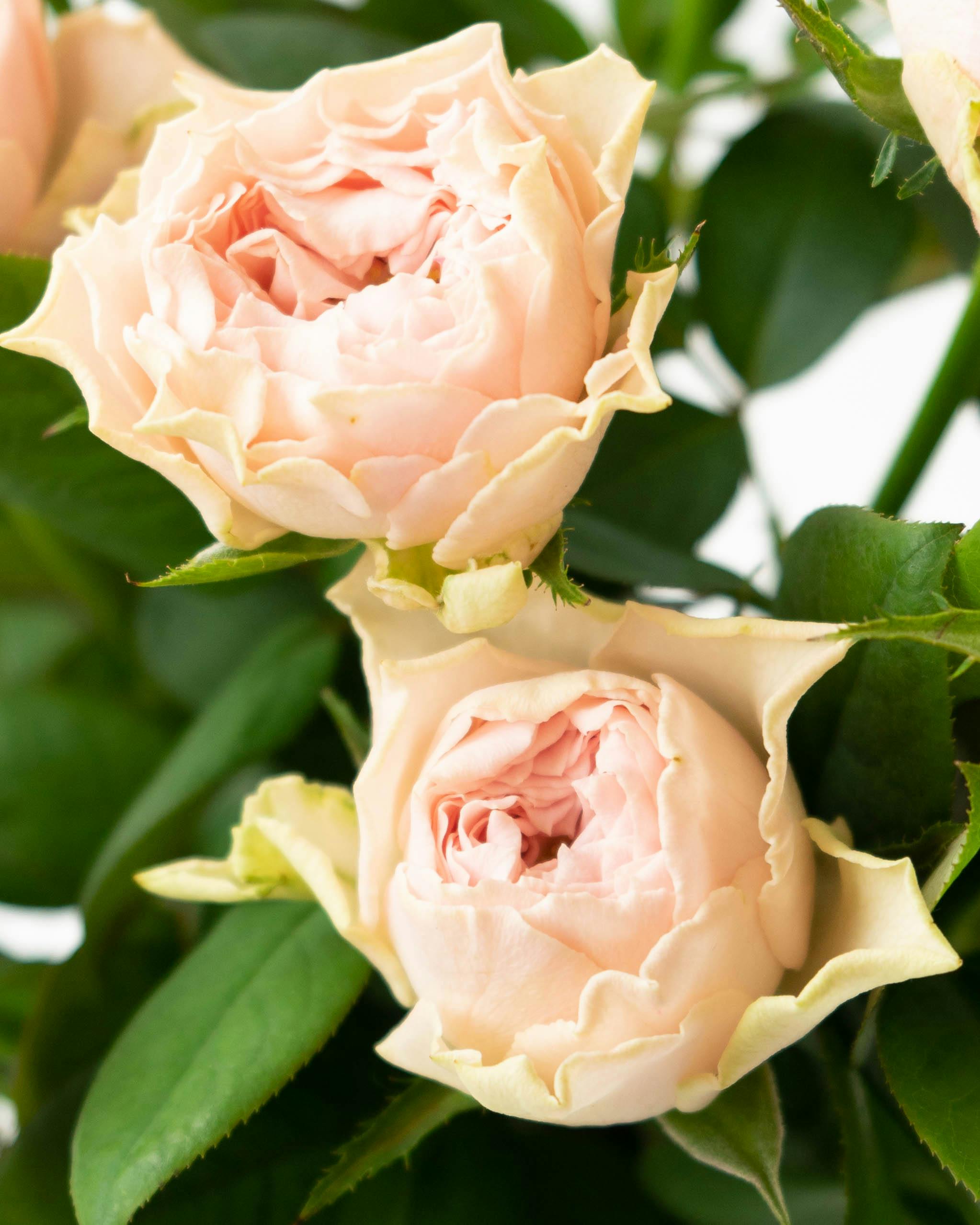 産地直送 バラ花束 ピンク（10本入り）／愛知 榊原薔薇園からお届け