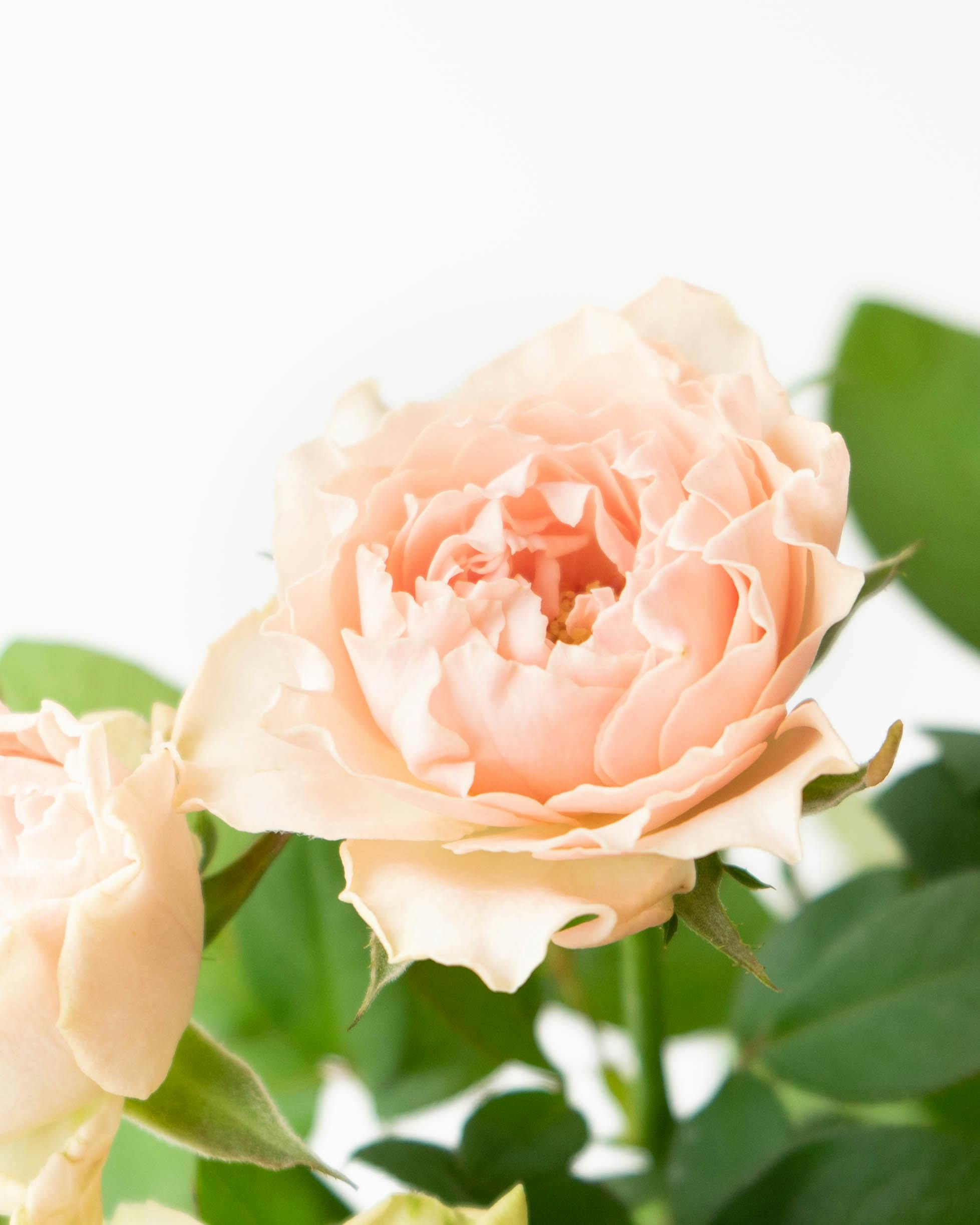 産地直送 バラ花束 ピンク（10本入り）／愛知 榊原薔薇園からお届け