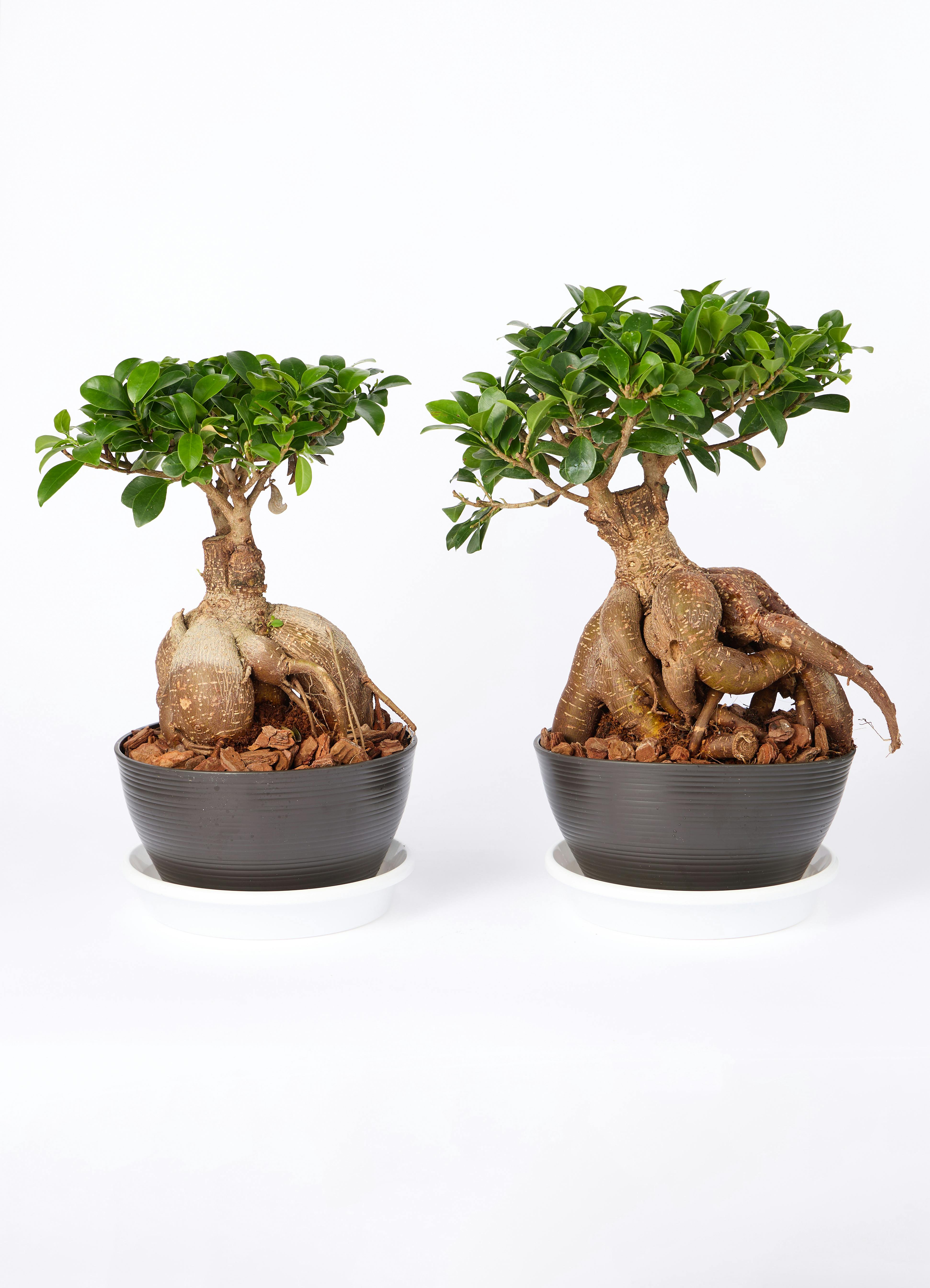 観葉植物 ガジュマル 6号 股仕立て 極太 浅鉢 | 観葉植物ならHitoHana