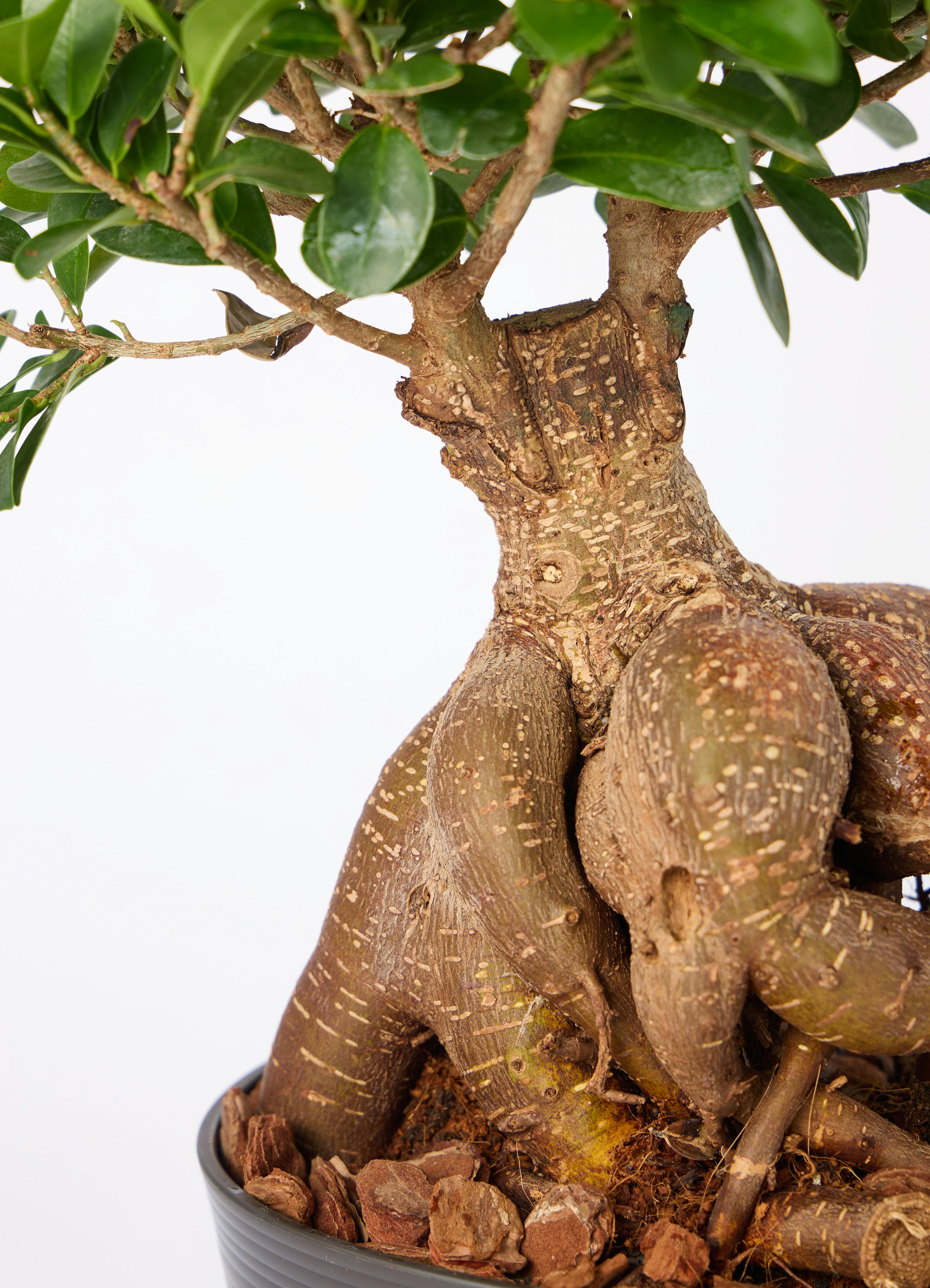 観葉植物 ガジュマル 6号 股仕立て 極太 浅鉢 | 観葉植物ならHitoHana