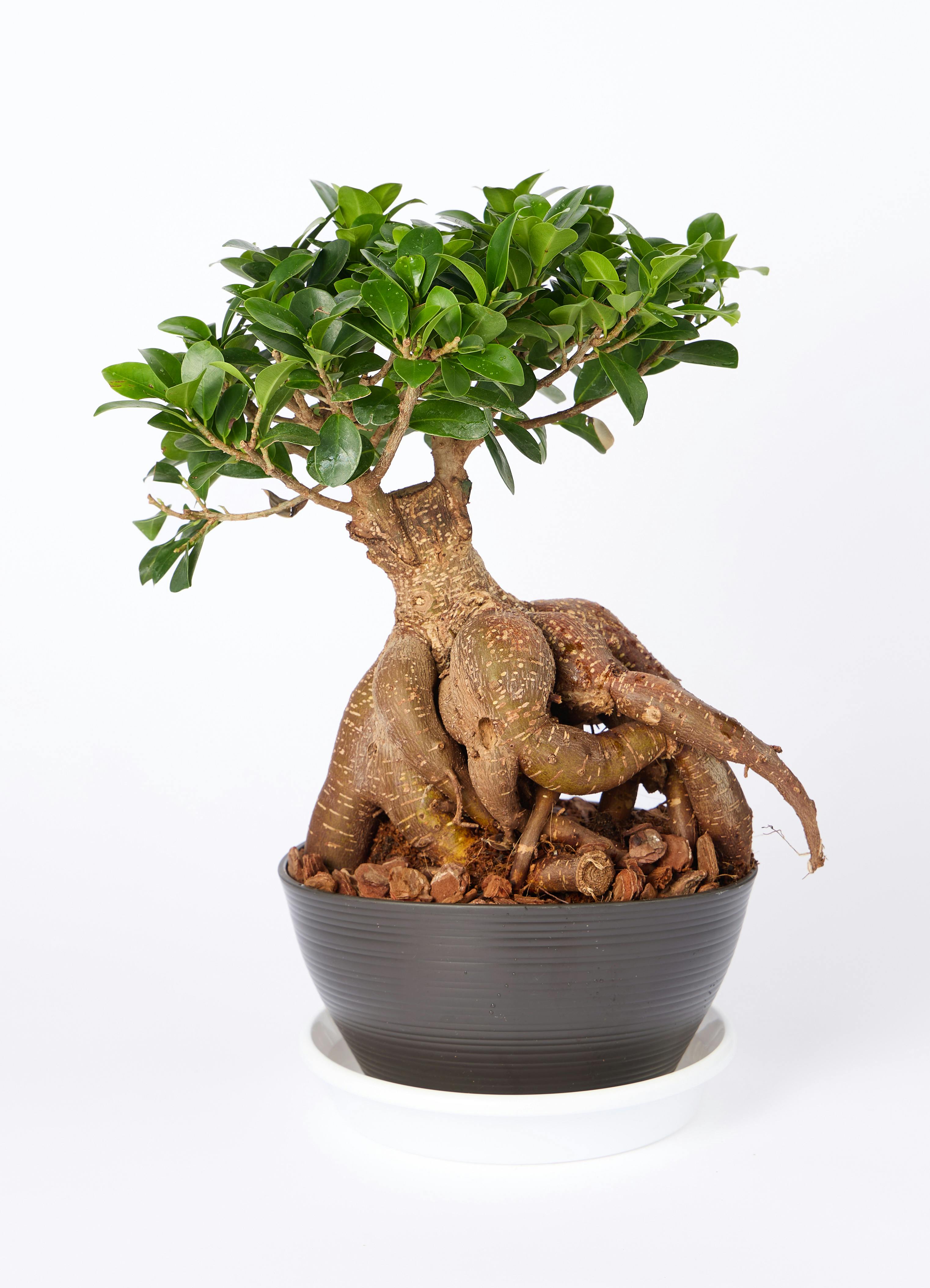 ガジュマル 6号 | 観葉植物 | インテリアやギフトに - Hitohana（ひと