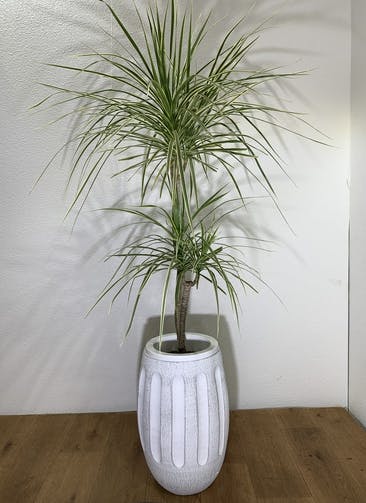 観葉植物 【135cm】 コンシンネ ホワイポリー 7号 #24752