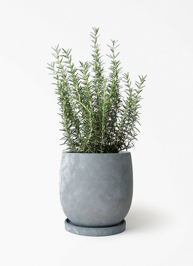 50cm〜70cmの観葉植物 | 送料無料でお届け | Hitohana（ひとはな）