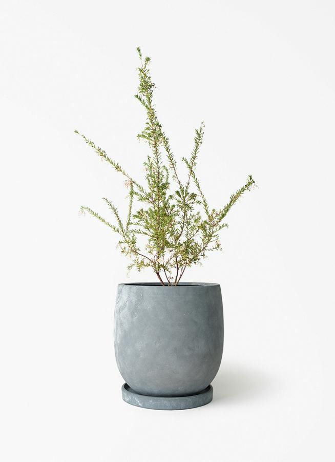 観葉植物 フィカス ウンベラータ 5号 曲り アイルエッグ ダークグレー