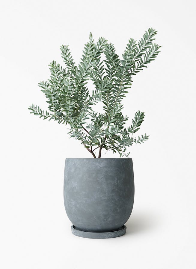アカシア ブルーブッシュ | 観葉植物通販HitoHana(ひとはな)