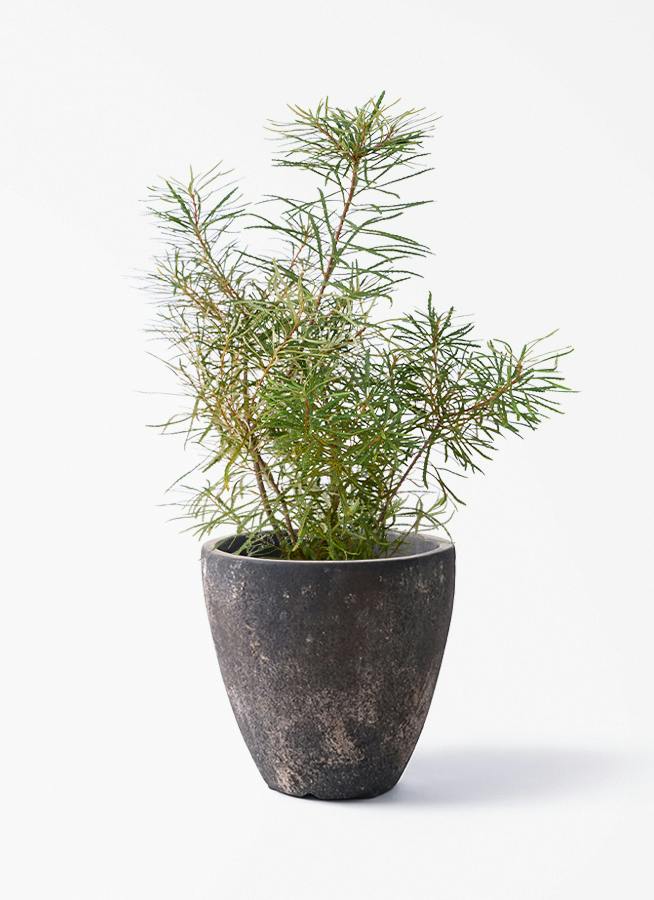 BOTANIZE バンクシー プラスチック鉢 バンクシア | 通販専門店 HitoHana（ひとはな）