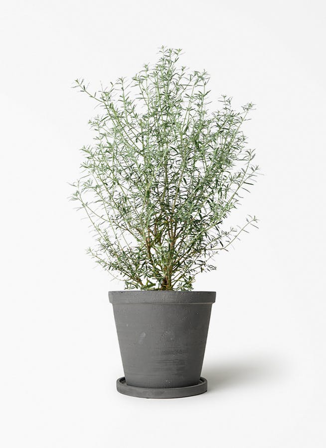 観葉植物 エバーフレッシュ 5号 セメント トラフポット 付き | 観葉