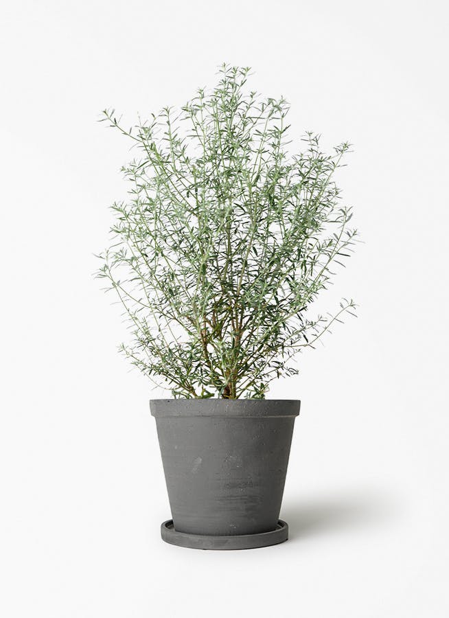 観葉植物 フィカス バーガンディ 5号 ノーマル ストーンウェア
