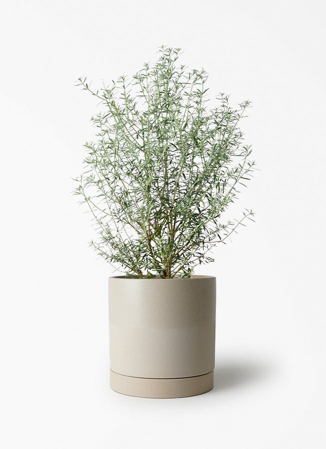 観葉植物 シェフレラ（カポック） 5号 ノーマル エドラ B 付き | 観葉