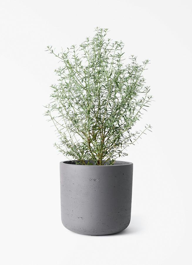 観葉植物 シェフレラ（カポック） 5号 ノーマル カッセル ユーポット
