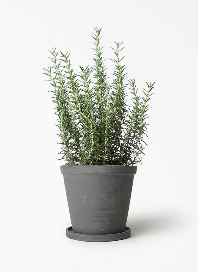 観葉植物 エバーフレッシュ 5号 セメント トラフポット 付き | 観葉