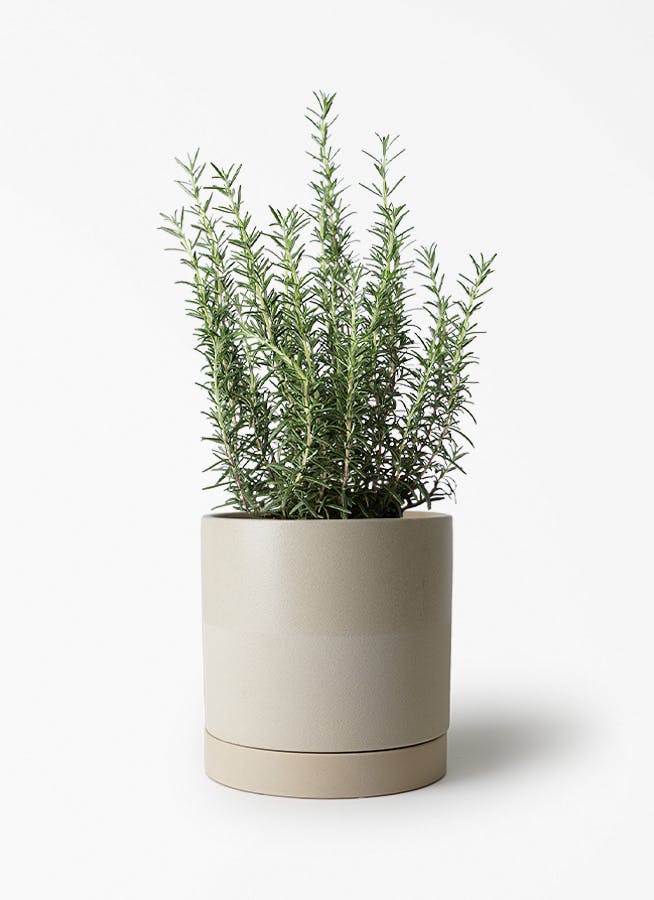 観葉植物 シェフレラ（カポック） 5号 斑入り エドラ B 付き | 観葉