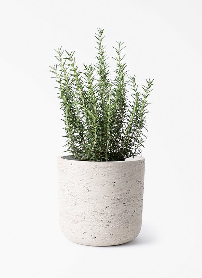 観葉植物 サンスベリア 5号 トラノオ カッセル ユーポット ウォッシュ