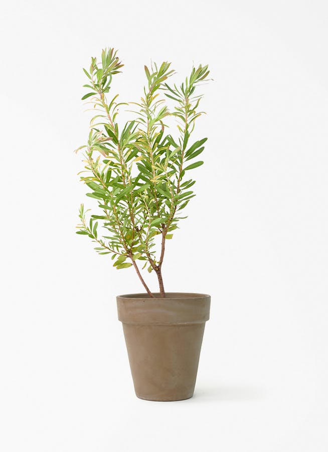 観葉植物 ユッカ 6号 ロストラータ アルトポット カプチーノM 22cm