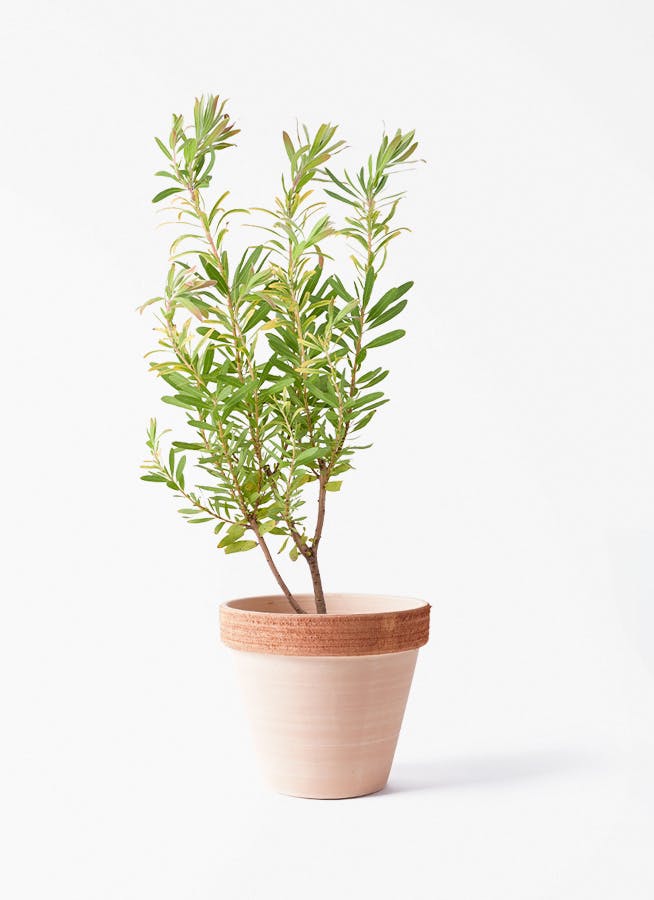 観葉植物 シェフレラ（カポック） 6号 根あがり スタンダードポット