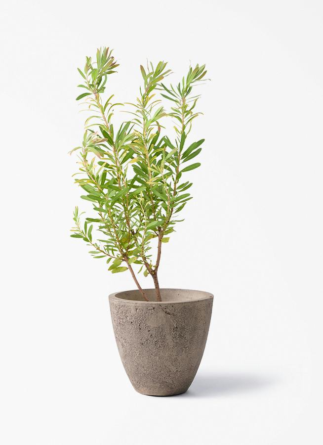 観葉植物 ガジュマル 6号 ベビーリーフ フリットエッグ アンティーク