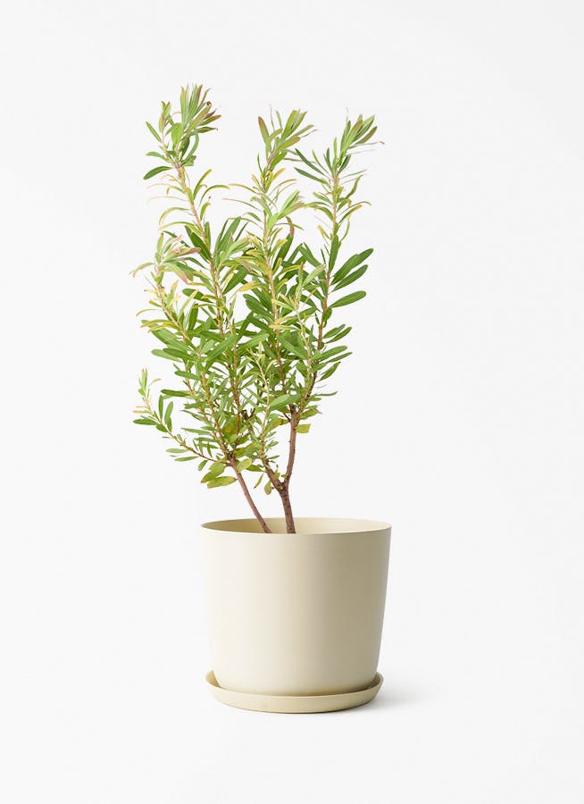 観葉植物 バンクシア 6号 ヘアピン エステリ ベージュ 付き | 観葉植物