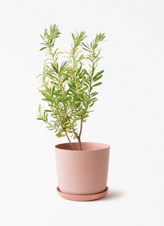 観葉植物 シェフレラ（カポック） 6号 根あがり エステリ ピンク 付き