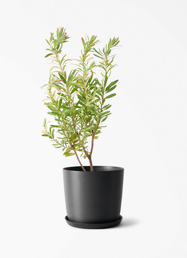 観葉植物 エバーフレッシュ 6号 プラスチック鉢 エステリ ブラック
