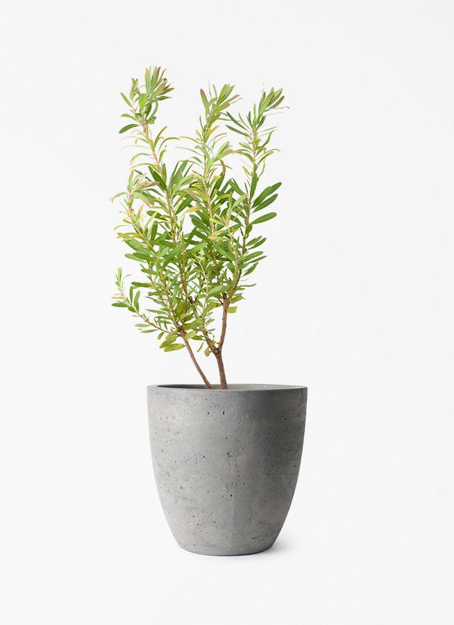 観葉植物 シェフレラ（カポック） 6号 根あがり コーテス ラウンド