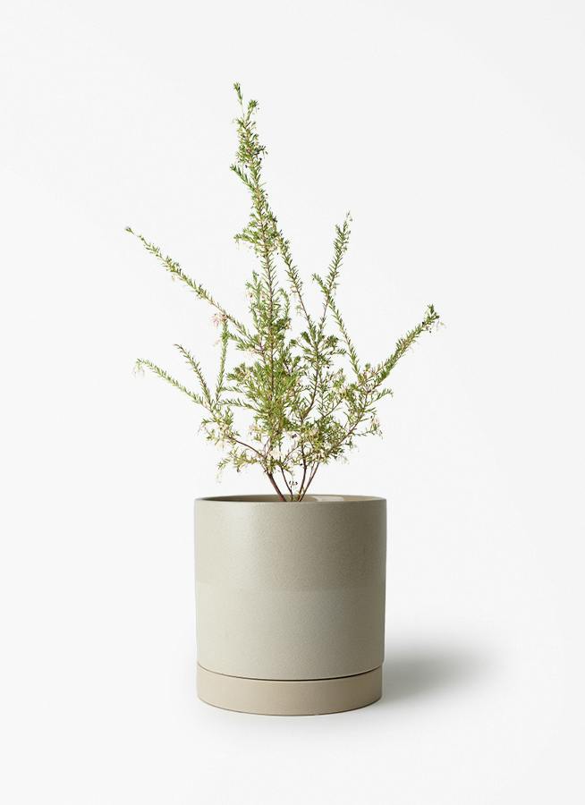 観葉植物 オリーブの木 5号 エドラ B 付き | 観葉植物ならHitoHana