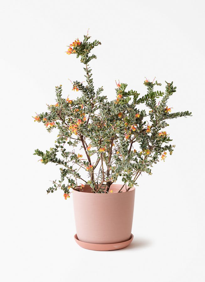 観葉植物 グレビレア 6号 ジュビディー エステリ ピンク 付き | 観葉