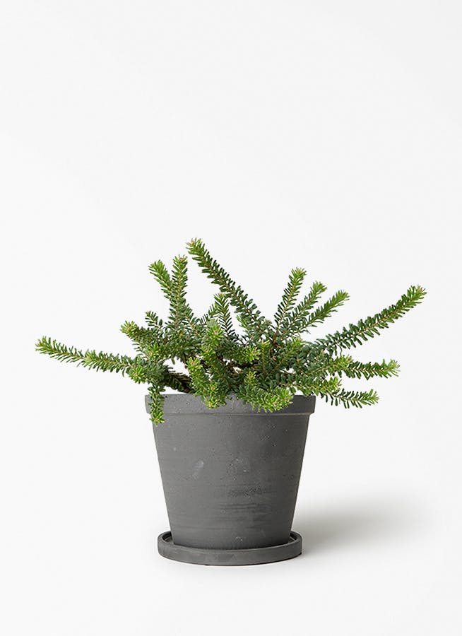 観葉植物 エバーフレッシュ 5号 セメント トラフポット 付き | 観葉