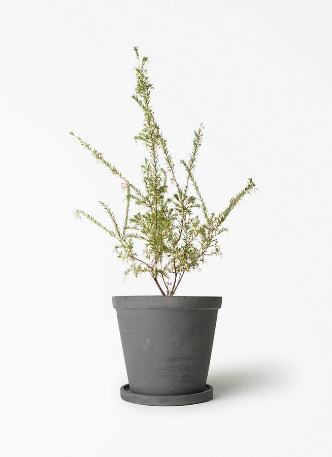 エバーフレッシュ ファイバーセメント鉢 お皿付き 観葉植物 エバーフレッシュ 5号 セメント トラフポット 付き | 観葉