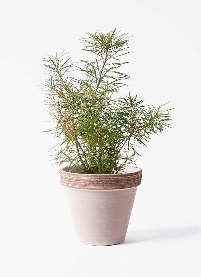 観葉植物 エバーフレッシュ スタンド鉢付き 観葉植物 エバーフレッシュ 6号 プラスチック鉢 スタンダードポット