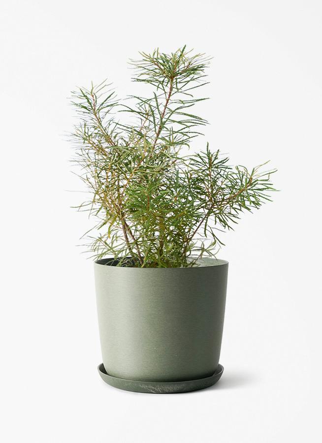 観葉植物 シェフレラ（カポック） 6号 根あがり エステリ グリーン