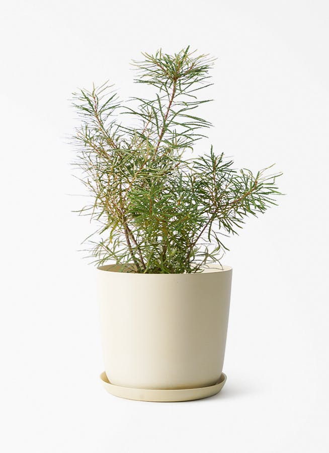 観葉植物 エバーフレッシュ 6号 プラスチック鉢 エステリ ベージュ
