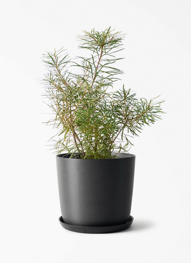 観葉植物 バンクシア 6号 ヘアピン エステリ ブラック 付き | 観葉植物