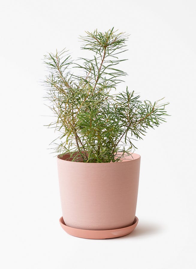 観葉植物 バンクシア 6号 ヘアピン エステリ ピンク 付き | 観葉植物