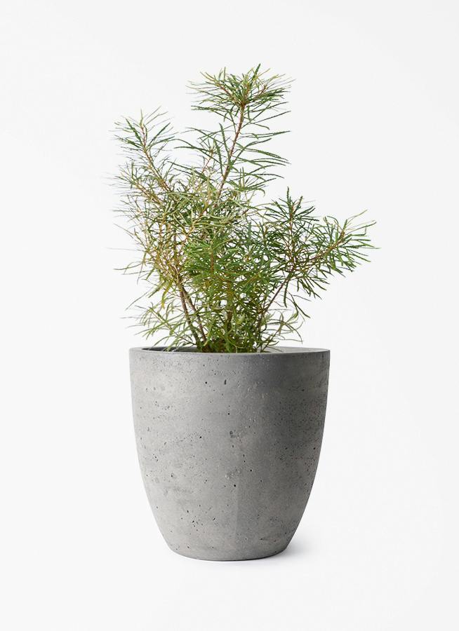 観葉植物 シェフレラ（カポック） 6号 根あがり コーテス ラウンド