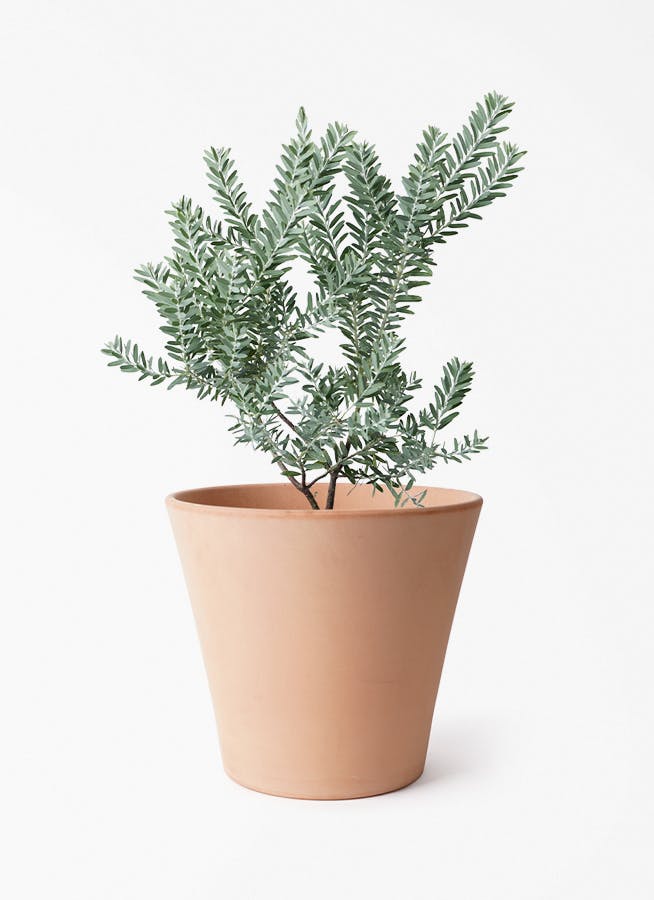 アカシア ブルーブッシュ | 観葉植物通販HitoHana(ひとはな)