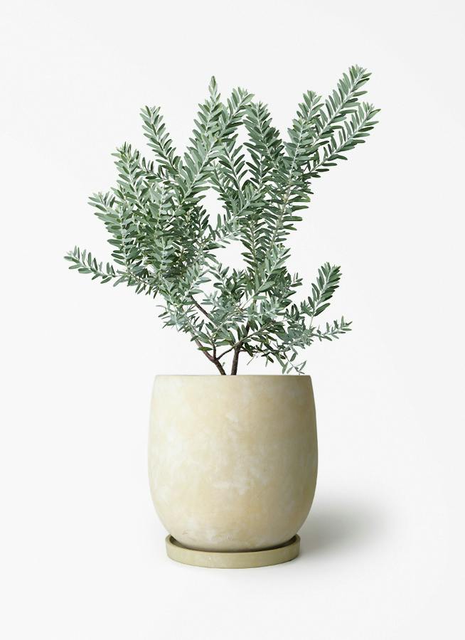 アカシア ブルーブッシュ | 観葉植物通販HitoHana(ひとはな)