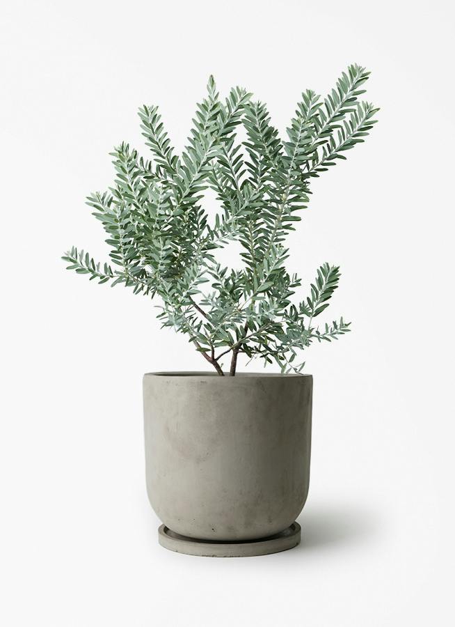 アカシア ブルーブッシュ | 観葉植物通販HitoHana(ひとはな)