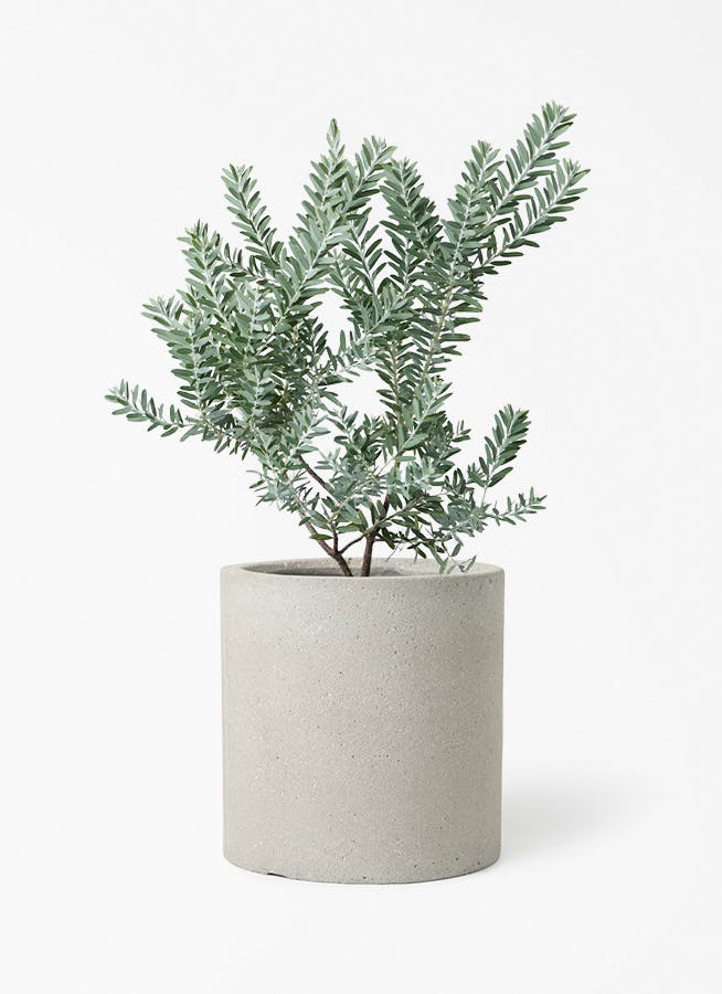 アカシア ブルーブッシュ | 観葉植物通販HitoHana(ひとはな)