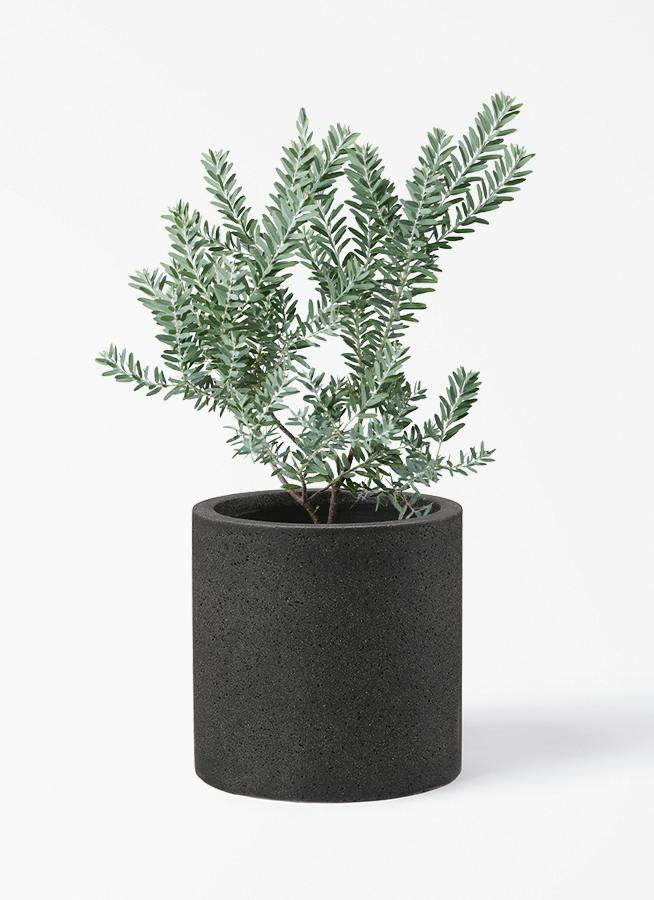 アカシア ブルーブッシュ | 観葉植物通販HitoHana(ひとはな)