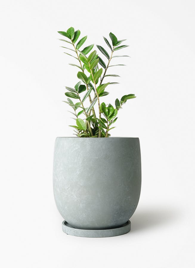ザミオクルカス | 観葉植物の通販ならHitoHana（ひとはな）
