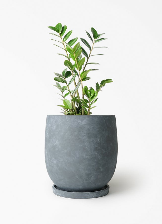 ザミオクルカス | 観葉植物の通販ならHitoHana（ひとはな）