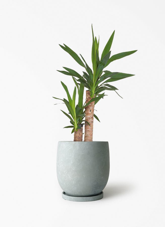 yucca-778_1.jpg