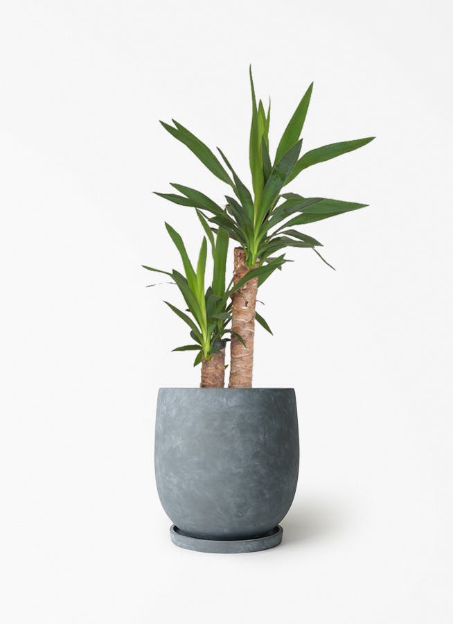 ユッカ 約120cm 黒ポット yucca-776_1.jpg