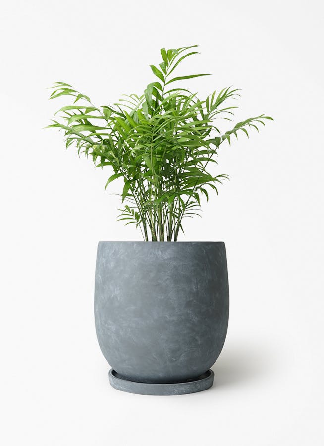 テーブルヤシ 6号 | 観葉植物の通販ならHitoHana（ひとはな）