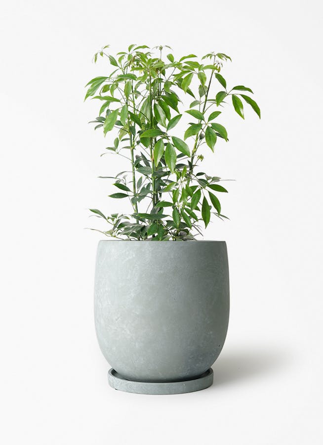 シェフレラ コンパクタ 6号 | 観葉植物通販 HitoHana（ひとはな）