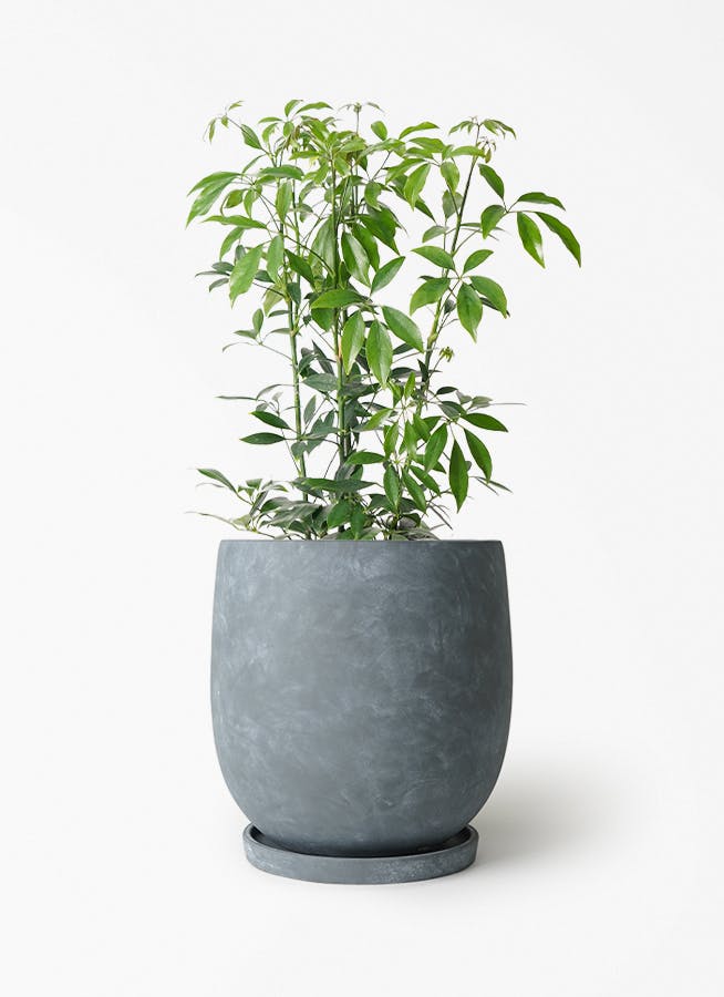 シェフレラ コンパクタ 6号 | 観葉植物通販 HitoHana（ひとはな）