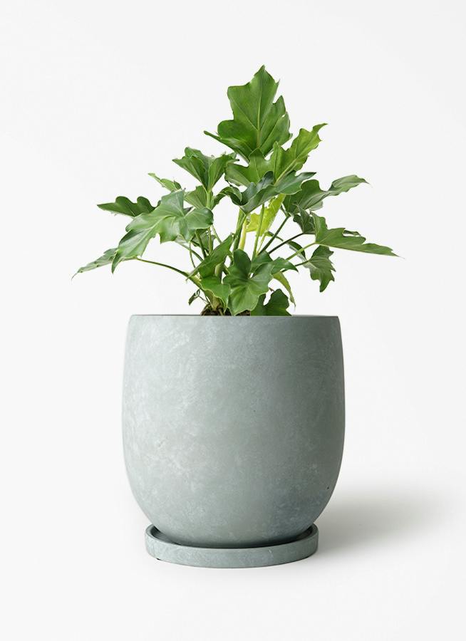 フィロデンドロン 6号 | 観葉植物の通販ならHitoHana（ひとはな）