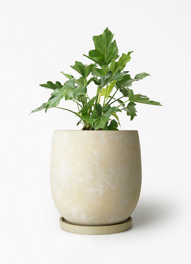 観葉植物 フィロデンドロン 6号 セローム ヒトデカズラ アイルエッグ