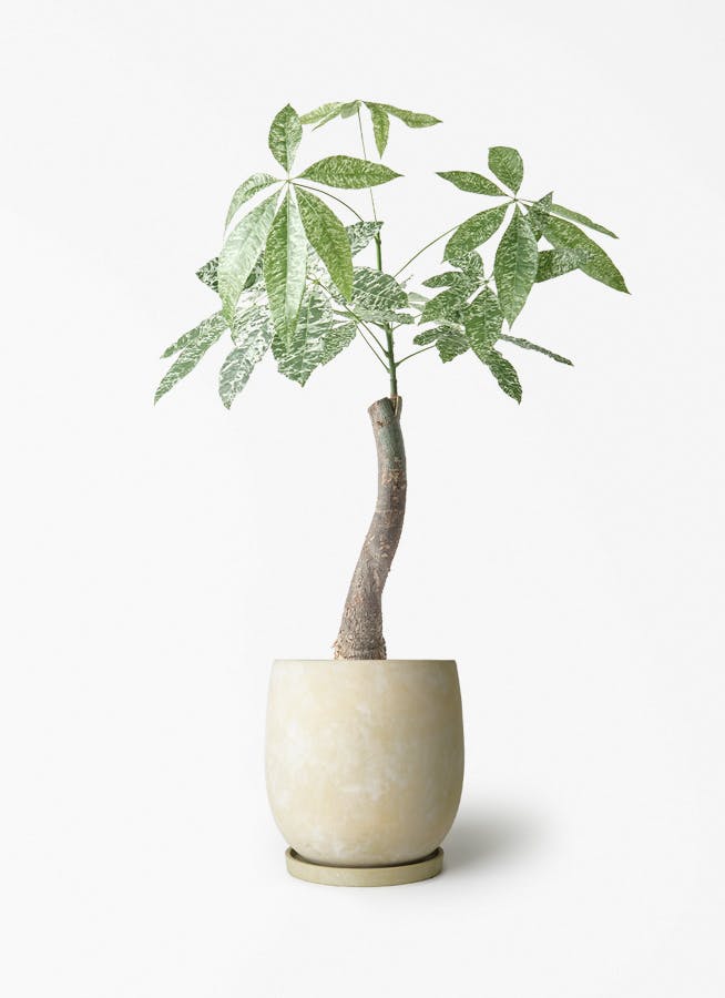 パキラ 朴 斑入り | 観葉植物の通販ならHitoHana（ひとはな）