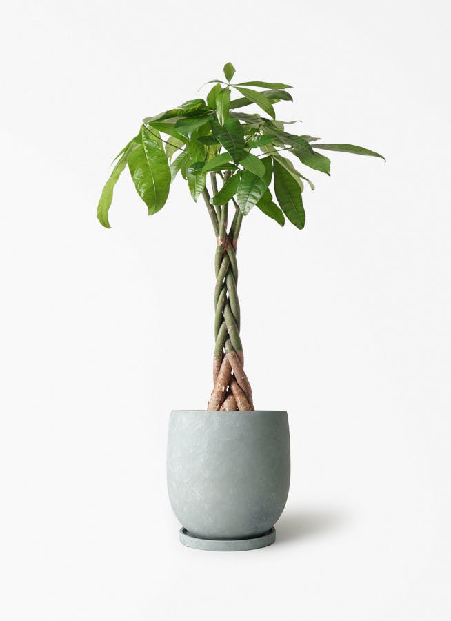 パキラ ねじり | 観葉植物の通販ならHitoHana（ひとはな）